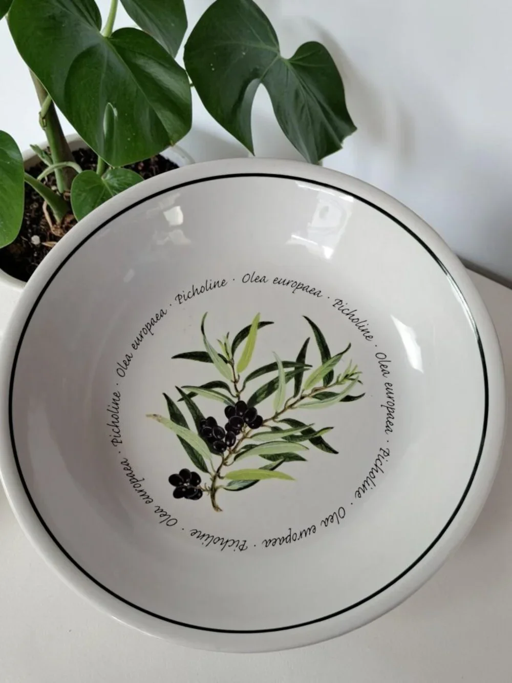Williams Sonoma Olives Olea Europaea Picholine 9 1/2